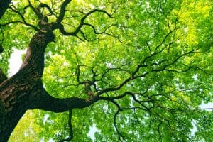 tree with green spring leaves