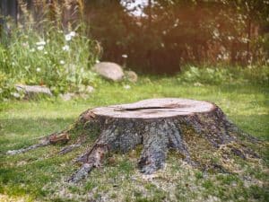 Stump of old tree