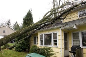 Trees fallen on house